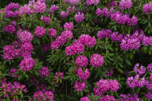Rhododendron Morris County (5633SA) copy.jpg